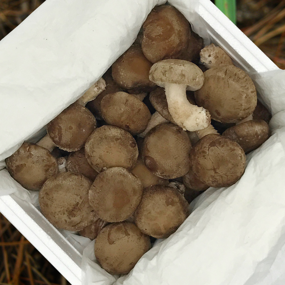 국내산 무농약 착한송이 표고버섯 고급품 1kg